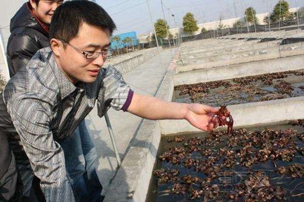 鍏绘畺榫欒櫨涓€浜╁埄娑﹀灏戯紵鎬庢牱鍏绘畺榫欒櫨鏇磋禋閽憋紵.jpg